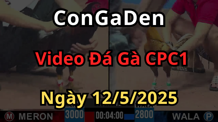 Xem Đá Gà Trực Tiếp Thomo CPC1 ngày 12/5/2025